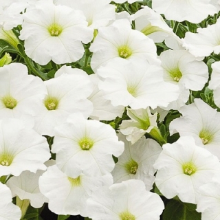 Петуния грандифлора Саксесс Эйч Ди Вайт [1000 драже] - ООО «Семена Тут»