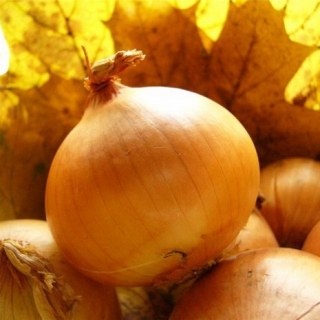 Лук репчатый Спирит F1 - ООО «Семена Тут»