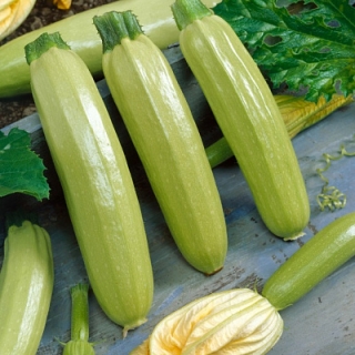 img-0: Кабачок Ангелина F1 - ООО «Семена Тут»