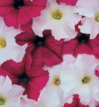 Петуния грандифлора Призм Руби Веддинг Микс [50 драже] - ООО «Семена Тут»