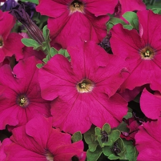 Петуния грандифлора Дримс Неон Роуз [10000 драже] - ООО «Семена Тут»