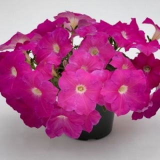 Петуния грандифлора Саксесс Эйч Ди Пинк [50 драже] - ООО «Семена Тут»