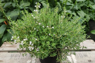 img-2: Тимьян Оранжело [1000 шт] - ООО «Семена Тут»