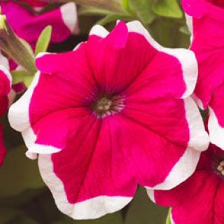 Петуния грандифлора Хулахуп Роуз [5000 шт] - ООО «Семена Тут»