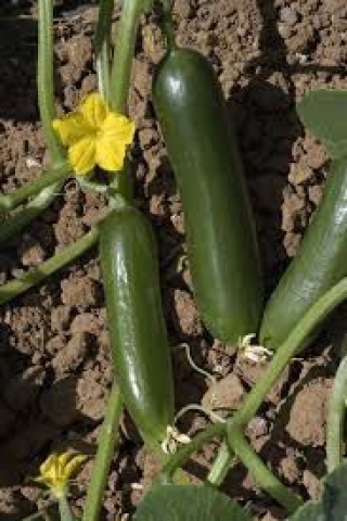 img-1: Огурец Суперина F1 - ООО «Семена Тут»