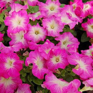 Петуния грандифлора Лимбо Джи Пи Роуз Морн [100 драже] - ООО «Семена Тут»