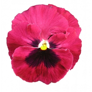 Виола крупноцветковая Пауэр Роуз виз Блотч [1000 шт] - ООО «Семена Тут»