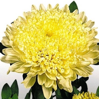 img-0: Астра Матадор Еллоу [1000 шт] - ООО «Семена Тут»