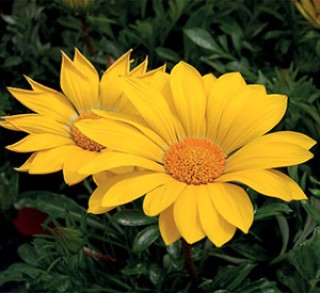 img-0: Газания Энорма Еллоу [1000 шт] - ООО «Семена Тут»