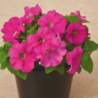 Петуния грандифлора Дувет Пинк [1000 драже] - ООО «Семена Тут»