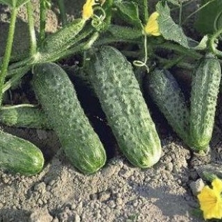 img-0: Огурец Криспина F1 - ООО «Семена Тут»
