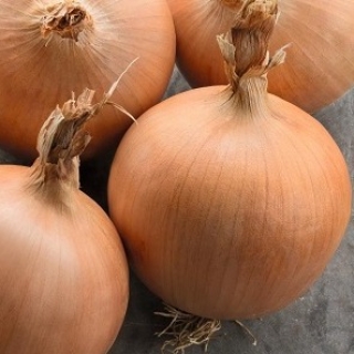 Лук репчатый Тамара F1 - ООО «Семена Тут»