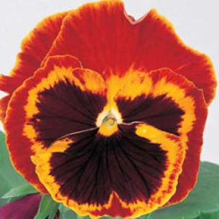 Виола крупноцветковая Пауэр Файр [1000 шт] - ООО «Семена Тут»