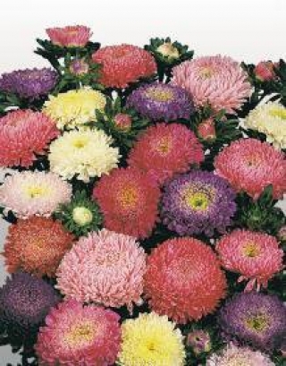 img-1: Астра Матадор Микс [50 шт] - ООО «Семена Тут»