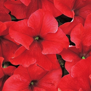 Петуния грандифлора Дримс Ред [1000 драже] - ООО «Семена Тут»