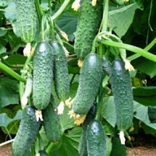 Огурец Страж F1 - ООО «Семена Тут»