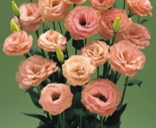 Эустома Арена 3 Эприкот [100 драже] - ООО «Семена Тут»