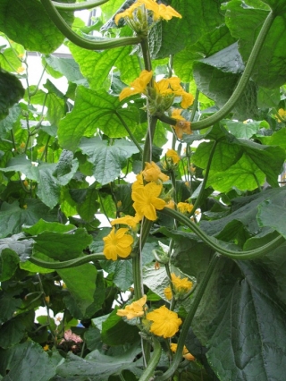 img-1: Огурец Бегунок F1 - ООО «Семена Тут»