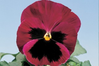 img-1: Виола крупноцветковая Экстрада Роуз Шейдс Блотч  [1000 шт] - ООО «Семена Тут»