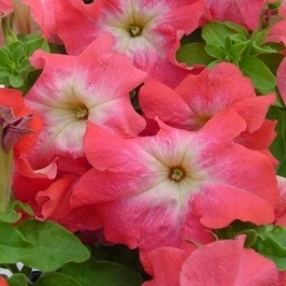 Петуния грандифлора Лимбо Джи Пи Салмон Морн [1000 драже] - ООО «Семена Тут»