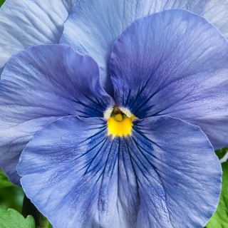img-0: Виола крупноцветковая Селло Лайт Блю [1000 шт] - ООО «Семена Тут»
