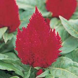 Целозия перистая Кимоно Скарлет [5000 шт] - ООО «Семена Тут»