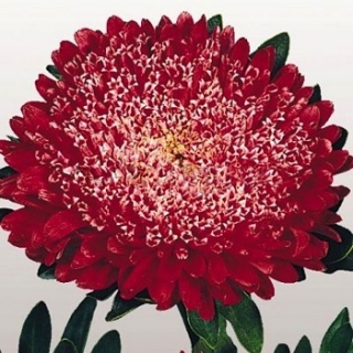 img-0: Астра Матадор Фаири Ред [1000 шт] - ООО «Семена Тут»