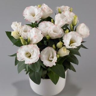 Эустома Рози Роуз Пикоти [1000 драже] - ООО «Семена Тут»