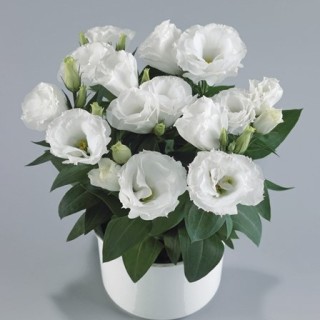 Эустома Рози Вайт [1000 драже] - ООО «Семена Тут»