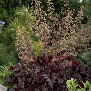 img-1: Гейхера Мелтинг Файр [100 драже] - ООО «Семена Тут»