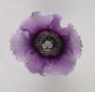 Глоксиния Импресс Лавендер Биколор [100 драже] - ООО «Семена Тут»