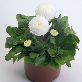 Маргаритка Тассо Вайт [250 драже] - ООО «Семена Тут»