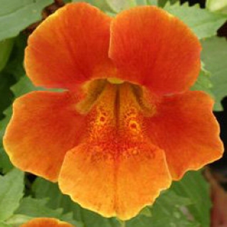 Мимулюс Максимус Оранж [1000 драже] - ООО «Семена Тут»