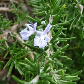 Розмарин Нежность - ООО «Семена Тут»