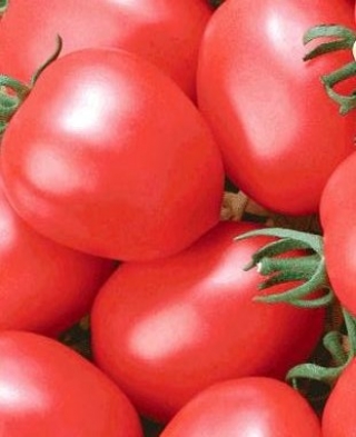 Томат Одиль F1 - ООО «Семена Тут»