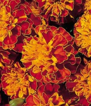 img-1: Бархатцы отклоненные Супер Хироу Хармони [1000 шт] - ООО «Семена Тут»