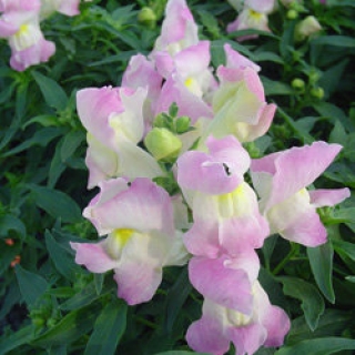 Львиный зев Снэппи Лавендер Блаш [1000 шт] - ООО «Семена Тут»