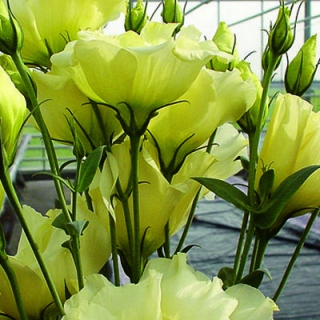 Эустома Супер Мэджик Еллоу [1050 драже] - ООО «Семена Тут»