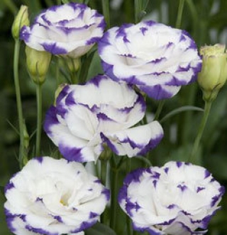 Эустома Супер Мэджик Капри Блю Пикоти [1050 шт] - ООО «Семена Тут»