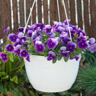 img-2: Виола рогатая Вивальди Бикон [1000 шт] - ООО «Семена Тут»