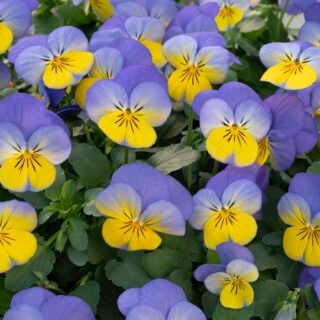 img-0: Виола рогатая Вивальди Блю Еллоу Лип [100 шт] - ООО «Семена Тут»