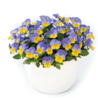 img-1: Виола рогатая Вивальди Блю Еллоу Лип [100 шт] - ООО «Семена Тут»