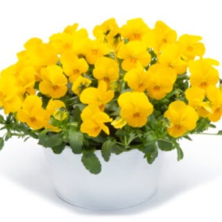 img-1: Виола рогатая Вивальди Еллоу [100 шт] - ООО «Семена Тут»