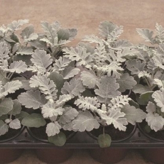 Цинерария Сильверадо [5000 шт] - ООО «Семена Тут»