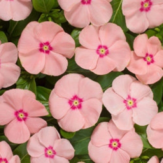 img-1: Катарантус Хитвэйв Пич [100 шт] - ООО «Семена Тут»