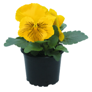 img-0: Виола крупноцветковая Кетс Плюс Еллоу [1000 шт] - ООО «Семена Тут»