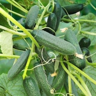 Огурец Спасский F1 - ООО «Семена Тут»