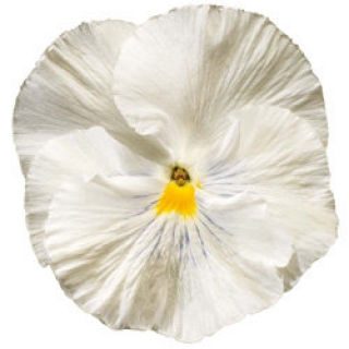 Виола крупноцветковая Колоссус Вайт [250 шт] - ООО «Семена Тут»