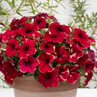 Петуния грандифлора Романтика Софи [100 драже] - ООО «Семена Тут»