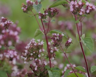 img-2: Душица Органза - ООО «Семена Тут»